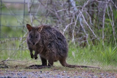 Thylogale billardierii