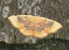 Cyclophora albiocellaria