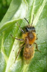 Andrena fulva