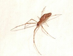 Tetragnatha demissa