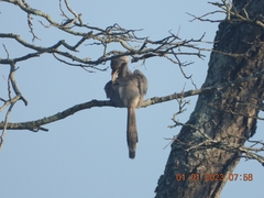 Ocyceros birostris