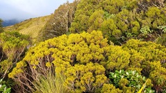 Halocarpus bidwillii