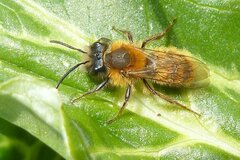 Andrena fulva