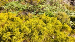 Halocarpus bidwillii