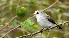 Arundinicola leucocephala