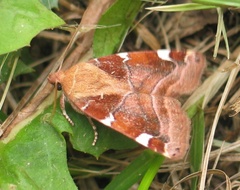 Cosmia diffinis