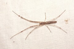 Tetragnatha demissa