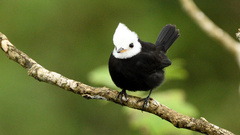 Arundinicola leucocephala