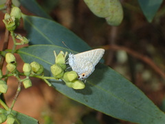 Theclinesthes miskini