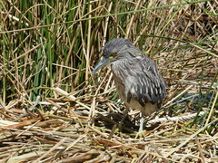 Nycticorax nycticorax