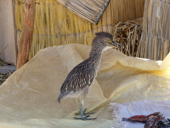 Nycticorax nycticorax