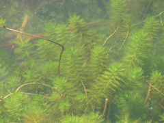 Myriophyllum aquaticum