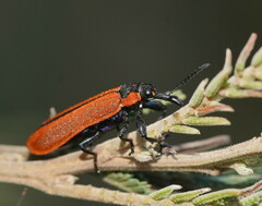 Rhinotia haemoptera