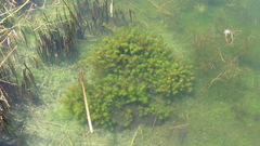 Myriophyllum aquaticum