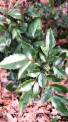 Berberis aquifolium