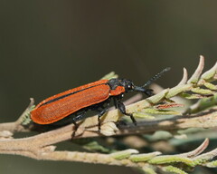 Rhinotia haemoptera