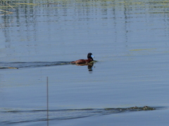 Oxyura ferruginea