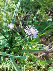 Galactites tomentosus