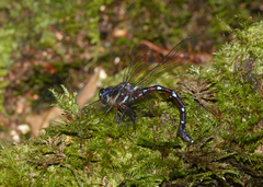 Austroaeschna eungella