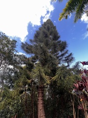 Araucaria columnaris