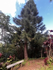 Araucaria columnaris