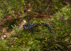 Austroaeschna eungella