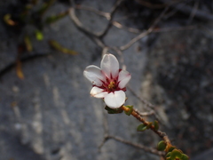 Adenandra uniflora