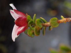 Adenandra uniflora