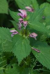 Lamium orvala