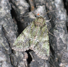 Polyphaenis sericata