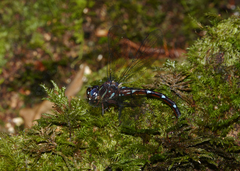 Austroaeschna eungella