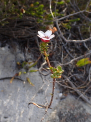 Adenandra uniflora