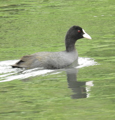 Fulica atra atra
