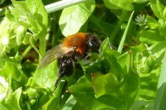 Andrena thoracica