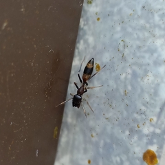 Myrmarachne melanocephala