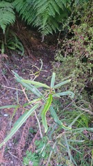 Nestegis cunninghamii