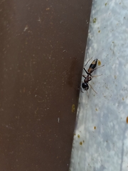 Myrmarachne melanocephala