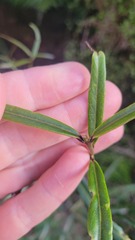 Nestegis cunninghamii