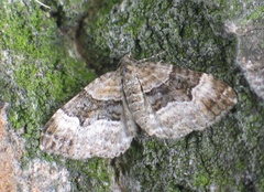 Xanthorhoe biriviata