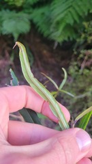 Nestegis cunninghamii