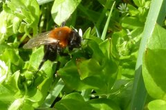 Andrena thoracica