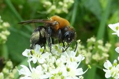 Andrena thoracica