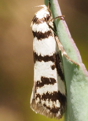 Philobota impletella