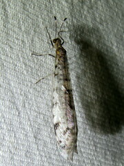 Dendroleon longipennis