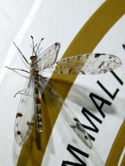 Dendroleon longipennis