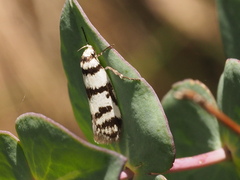 Philobota impletella