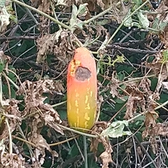 Coccinia sessilifolia sessilifolia