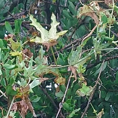 Coccinia sessilifolia sessilifolia