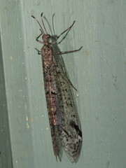 Dendroleon longipennis