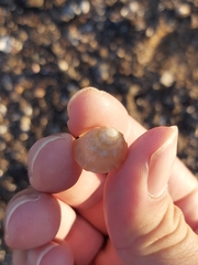 Astralium tentoriiforme
